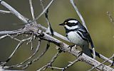 Black-throated Gray Warbler